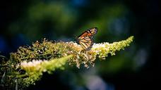 butterfly-insect-nature-colorful-597161.jpg