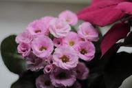 primrose-flowers-plant-260949.jpg