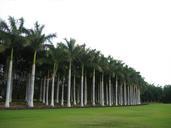 palm-tree-forest-tropical-nature-487802.jpg