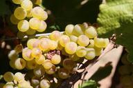 grapes-wine-vineyard-drink-winery-997302.jpg