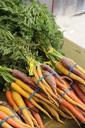 carrots-veggies-vegetables-root-237447.jpg