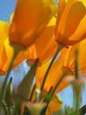 california-poppies-poppies-flower-539751.jpg