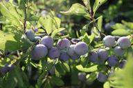 berries-blackthorn-blue-blueberries-87380.jpg