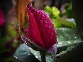 red-rose-rain-drops-of-rain-macro-548062.jpg