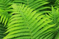 fern-plant-green-leaf-nature-1407351.jpg