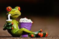 frog-cinema-popcorn-funny-cute-1672887.jpg