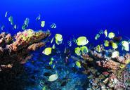 coral-reef-deep-reef-fish-ocean-954057.jpg