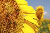 sunflowers-flowers-nature-plant-573798.jpg