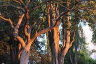 Trees_at_sunset_in_Martin_Luther_King_Jr_Memorial_Park,_Berkeley.jpg