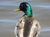 mallard-duck-drake-bird-wildlife-831940.jpg