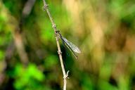 dragonfly-insect-flight-insect-532934.jpg