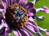 Pollen flowers.jpg