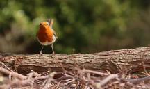 robin-garden-bird-bird-garden-1265583.jpg