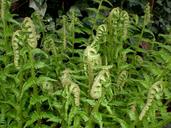 fern-leaf-fern-green-forest-plant-317472.jpg