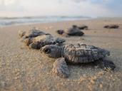 sea-turtles-hatchlings-baby-beach-1503461.jpg