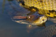 anaconda-reptile-snake-head-eye-600096.jpg