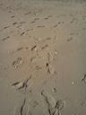 beach-sand-footprints-ocean-sea-1594037.jpg