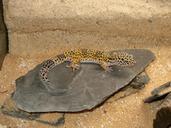 gecko-reptile-lizard-reptilian-327259.jpg