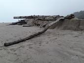 driftwood-logs-beach-sand-nature-435145.jpg