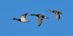 mallard-ducks-drakes-hen-wildlife-931139.jpg