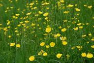 buttercup-ranunculus-meadow-yellow-361259.jpg