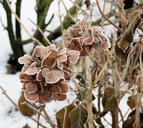 winter-ice-hydrangea-frozen-946141.jpg