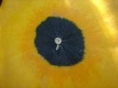 pumpkin-detail-circle-yellow-486176.jpg