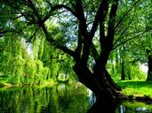 willow-green-nature-tree-poland-1516877.jpg