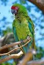 parrot-feathers-perch-beak-colours-959090.jpg