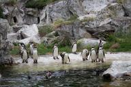 penguins-animals-humboldt-penguin-826678.jpg