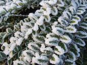 bush-ice-crystals-plant-natural-316383.jpg