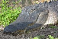 alligator-everglades-crocodile-485190.jpg