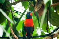 bird-parrots-zoo-colorful-animal-1657031.jpg