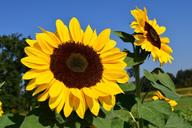 sunflower-sunflower-field-yellow-1627188.jpg