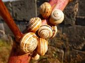 snail-shells-snails-close-road-1560236.jpg