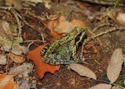 frog-forest-nature-green-autumn-471790.jpg