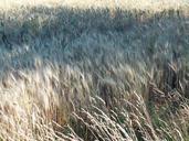 wheat-field-wheat-field-harvest-395548.jpg