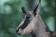 animals-chamois-rupicapra-rupicapra-420443.jpg