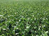 soybeans-farming-agriculture-crop-428752.jpg