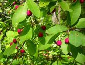 berries-red-fruits-berry-plants-203569.jpg