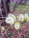 pasture-tree-weeping-willow-689203.jpg