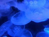 marine-ocean-jellyfish-sea-glowing-1610982.jpg