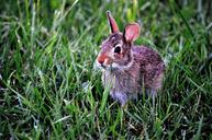 bunny-rabbit-mammal-cute-animal-183301.jpg