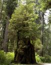 Northern California redwoods LCCN2013632267.tif.tiff