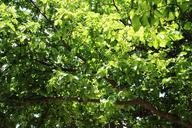 green-bright-month-nature-color-504786.jpg