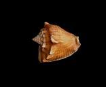 Sea shell photographer studio.jpg