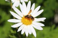 bees-honey-flower-pollination-596268.jpg