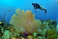 diver-diving-underwater-sea-ocean-79597.jpg