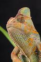 chameleon-veiled-chameleon-164214.jpg