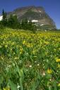 Logan_Pass_in_springtime.jpg